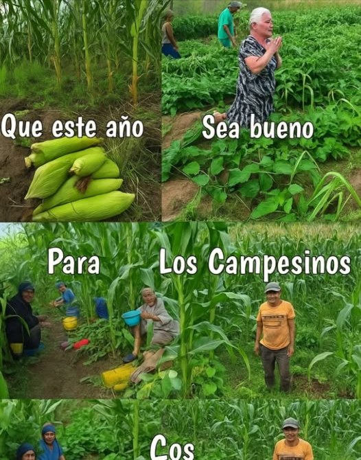Que este año bendiga a quienes siembran con el alma El maíz no nace por sí solo... Brota del sudor, de la fe y del amor por la tierra. Cada surco guarda una historia, y cada campesino lleva en sus manos el alimento del mundo. Que lleguen las lluvias justas, que la tierra sea fértil y que la cosecha sea abundante. Porque sin el campo, no hay comida. Porque sin sus manos, no hay futuro. Valoremos a quienes cultivan vida. Protejamos la milpa. Honremos a nuestros pueblos originarios, guardianes del maíz sagrado. 理 #MilpaViva #MaízSagrado #ValorCampesino