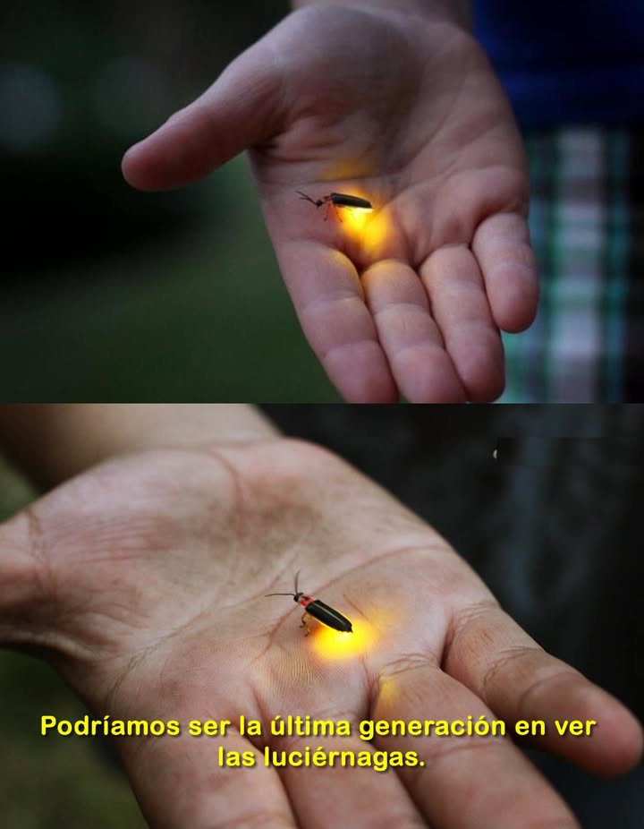 Las luciérnagas están en peligro de extinción, no por fenómenos naturales, sino por nuestra intervención. Cuáles son las razones? Pesticidas. Contaminación lumínica. Pérdida de hábitat. Pero aún hay esperanza. Cómo podemos ayudar? Deja algunas plantas silvestres en tu jardín. Evita el uso de aerosoles. Planta especies nativas. No permitamos que la luz se apague. Hagamos que siga brillando!
