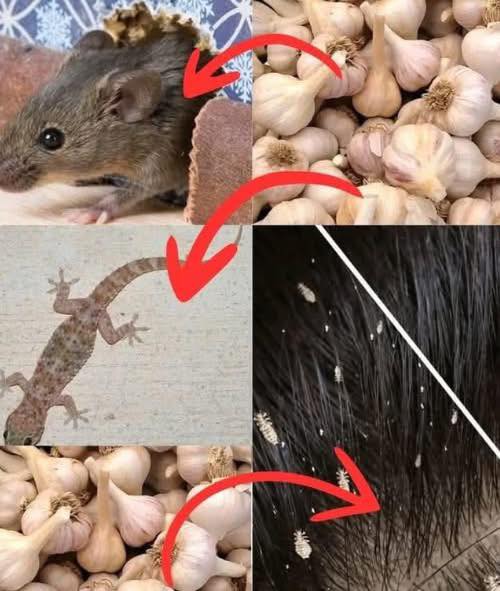 El ajo no es solo para tus guisos... es un arma natural poderosa. En lugar de usar productos químicos contra ratones, moscas, piojos, cucarachas, etc., usa ajo. Es una solución biológica, eficaz, económica y ecológica. Se ha usado durante siglos pero hoy muchos lo ignoran. 1. Ahuyentar ratones Método: Machaca unos dientes de ajo, ponlos en algodón y colócalos en las esquinas. Efecto: El olor actúa como una barrera invisible. Los ratones huyen. 2. Repeler moscas Método: Licúa ajo con agua, cuela y rocía en puertas y ventanas. Efecto: Las moscas no soportan el olor. No vuelven. 3. Eliminar piojos Método: Aplica una pasta de ajo con un poco de agua en el cuero cabelludo. Efecto: Asfixia los piojos y sus huevos. Sin químicos. 4. Espantar cucarachas Método: Ajo machacado en recipientes, bajo fregaderos y rincones oscuros. Efecto: Se desorientan y se marchan. 5. Ahuyentar lagartijas Método: Aplica pasta de ajo en las entradas de la casa. Efecto: Barrera olfativa. No se acercan. 6. Alejar mosquitos Método: Pulveriza ajo con agua alrededor de la casa. Efecto: Repelente natural. Duerme tranquilo. El futuro está en lo simple. El ajo es hacking ecológico: menos veneno, más sentido común. Convierte tu hogar en una zona libre sin químicos.