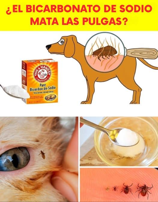 Cómo deshacerse de las pulgas en tu gato o perro utilizando métodos sencillos y naturales 殺 1. Baño con jabón neutro: Lava a tu mascota con agua tibia y un jabón neutro como jabón para bebés o jabón de castilla. Las pulgas se soltarán fácilmente con el agua, y el jabón ayudará a eliminarlas. Utiliza un peine antipulgas para retirar las pulgas muertas del pelaje. 2. Vinagre de manzana: Combina partes iguales de agua y vinagre de manzana en un pulverizador. Rocía suavemente el pelaje de tu mascota, evitando la zona de los ojos. El aroma y la acidez del vinagre son efectivos para repeler pulgas. 3. Spray de limón: Hierve rodajas de limón en agua, deja enfriar y cuela la mezcla. Rocía a tu mascota con esta solución natural, ya que el limón posee propiedades repelentes. 4. Aceites esenciales con precaución: Los aceites de lavanda, citronela o eucalipto pueden ser útiles para mantener alejadas a las pulgas, pero deben usarse diluidos unas gotas en agua y nunca en gatos, ya que son sensibles a muchos aceites esenciales. 識 5. Limpieza profunda del hogar: Aspira alfombras, muebles y lava las camas de tus mascotas con agua caliente. Aplica bicarbonato de sodio o sal en las alfombras antes de aspirar para deshidratar las pulgas y sus huevos. 6. Tierra de diatomeas: Espolvorea tierra de diatomeas de grado alimenticio en las áreas donde suele estar tu mascota. Este producto es natural y elimina las pulgas al deshidratarlas, pero asegúrate de que tu mascota no lo inhale. #EliminarPulgas #MascotasFelices #FleasBeGone