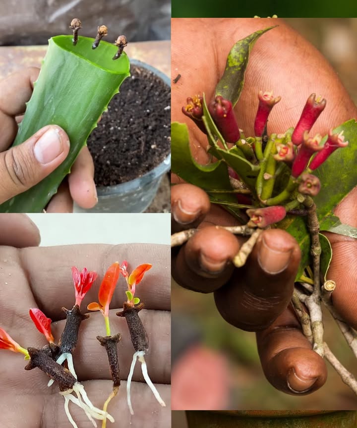 Cultiva clavo en casa de manera única Tips y trucos para su cultivo