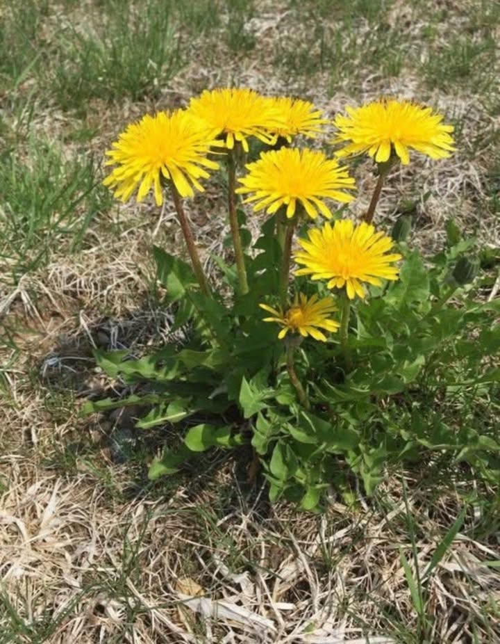 Sabías que si no tuvieras dispositivos especiales para predecir el mal tiempo, simplemente podrías encontrar un diente de león? Son una de las muchas plantas que cierran sus pétalos cuando se acerca la lluvia para proteger el polen. 
Las bolas de semillas también hacen esto con sus plumas para que las plántulas tengan menos probabilidades de volar durante vientos fuertes. Otras plantas como los tulipanes, caléndulas y algunas margaritas también lo hacen .