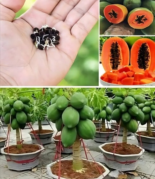 Cultivar Papaya en Casa en Macetas: El Secreto para una Cosecha Abundante  
Elección de la Maceta y del Suelo:  
Opta por una maceta grande y profunda para permitir el buen desarrollo de las raíces.  
Asegúrate de que la maceta tenga buena drenaje para evitar acumulación de agua.  
Usa un suelo rico en nutrientes y con buen drenaje para un crecimiento saludable.  
Preparación y Siembra de la Papaya en Maceta:  
Coloca una capa de piedras en el fondo de la maceta para mejorar el drenaje.  
Llena la maceta con el suelo adecuado hasta una profundidad suficiente.  
Siembra las semillas de papaya directamente o trasplanta plántulas con cuidado.  
Riega bien y coloca la maceta en un lugar con mucha luz solar.  
Cuidados y Mantenimiento del Papayo en Maceta:  
Mantén el riego constante, evitando que el suelo se seque completamente.  
Usa fertilizantes orgánicos ricos en nutrientes para una nutrición equilibrada.  
Corta las ramas secas o enfermas para estimular el crecimiento saludable.  
Protege la planta contra plagas y enfermedades.  
El Secreto para una Cosecha Abundante:  
Proporciona luz solar adecuada y mantén los cuidados regulares.  
Equilibra luz, nutrientes y riego para garantizar una producción generosa.  
Conclusiones y Recomendaciones Finales:  
Cultivar papaya en macetas es una experiencia gratificante e ideal para espacios pequeños como balcones.  
Con los cuidados correctos y atención al secreto de una buena cosecha, podrás disfrutar de papayas frescas en casa.  
Intenta cultivar papayas en macetas y disfruta de frutas frescas y saludables en la comodidad de tu hogar!