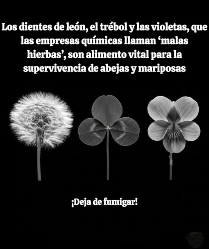No son malas hierbasson alimento para la vida silvestre
Lo que las compañías químicas llaman “malas hierbas” son en realidad plantas que salvan vidas:

 Diente de león  primer néctar para las abejas en la primavera temprana.
 Trébol  fuente rica de polen, mantiene los céspedes vivos con polinizadores.
 Violetas  plantas hospedadoras para mariposas fritilarias.

Cada spray mata más que plantas. Hambrienta a las abejas, mariposas y la vida silvestre que dependen de ellas.

 Deja de rociar. Déjalas florecer.
Tu césped puede ser un santuario, no una zona muerta.