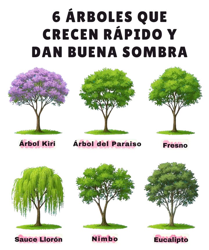 Estos árboles transforman tu jardín en un paraíso en poco tiempo!
Rápido crecimiento, sombra abundante y belleza natural. Perfectos para climas cálidos y frescos.

 Árbol Kiri
 Árbol del Paraíso
 Fresno
 Sauce Llorón
 Nimbo
 Eucalipto

Elige el ideal para tu espacio y disfruta de un rincón fresco y lleno de vida. 

#Jardinería #ÁrbolesDeSombra #Naturaleza