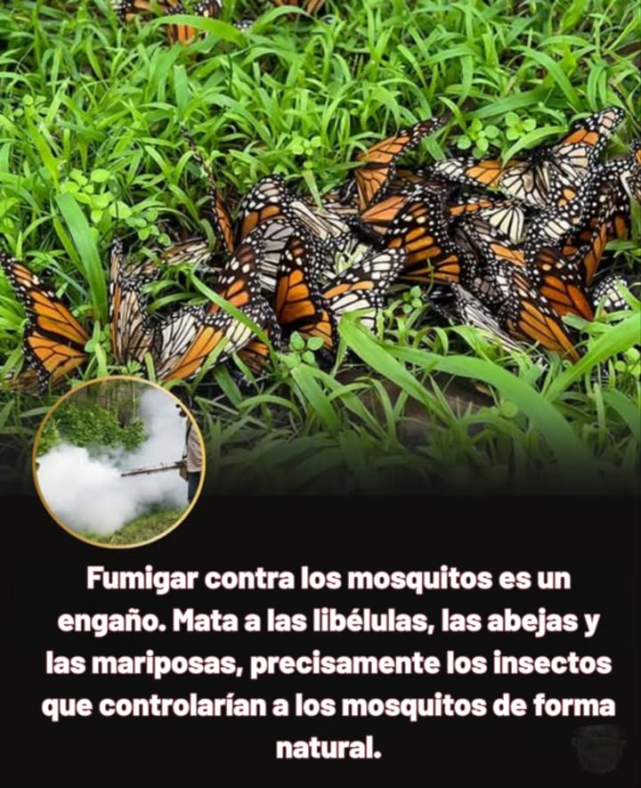 Rocío para Mosquitos es una Estafa  
 Daños Colaterales  Esos rociados no solo matan mosquitos. Acaban con libélulas, abejas y mariposas, las mismas criaturas que mantienen de forma natural el número de mosquitos bajo control.  
 Efecto de Corto Plazo  Los rociados químicos solo reducen los mosquitos temporalmente, mientras destruyen el ecosistema que los equilibra a largo plazo.  
 Mejores Soluciones  Fomenta la presencia de libélulas, murciélagos y aves nativas creando hábitats con características acuáticas, plantas polinizadoras y evitando pesticidas.  
 La Naturaleza Sabe Mejor  Los ecosistemas saludables se regulan a sí mismos. Al proteger a los polinizadores y depredadores, obtienes un control natural de mosquitos más fuerte  sin toxinas necesarias.  
 Elige el equilibrio, no los químicos. Protege a los polinizadores, protégete a ti mismo.