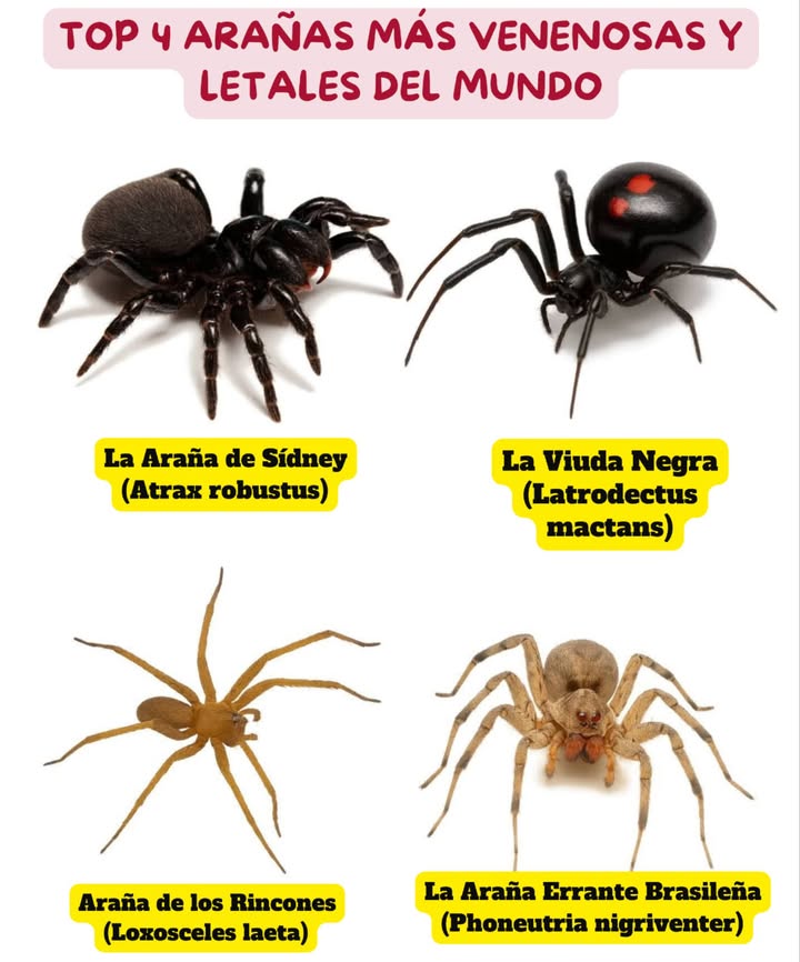 Top 4 Arañas Más Venenosas del Mundo

Aunque la mayoría no son peligrosas, existen especies con venenos capaces de causar graves daños e incluso la muerte. Conocerlas ayuda a prevenir accidentes. 

 1. Araña de Sídney Atrax robustus
 Mortal en menos de una hora. Su veneno ataca el sistema nervioso rápidamente.

 2. Viuda Negra Latrodectus mactans
 Su veneno es 15 veces más fuerte que el de una cascabel. Provoca dolor intenso y espasmos.

 3. Araña de los Rincones Loxosceles laeta
 Su mordida causa necrosis severa en la piel y puede dañar órganos vitales.

 4. Araña Errante Brasileña Phoneutria nigriventer
 Muy agresiva, con un veneno neurotóxico devastador. Reconocida como la más venenosa.

Estas arañas controlan plagas, pero el contacto humano puede ser peligroso. La mejor defensa siempre es la información y la prevención.