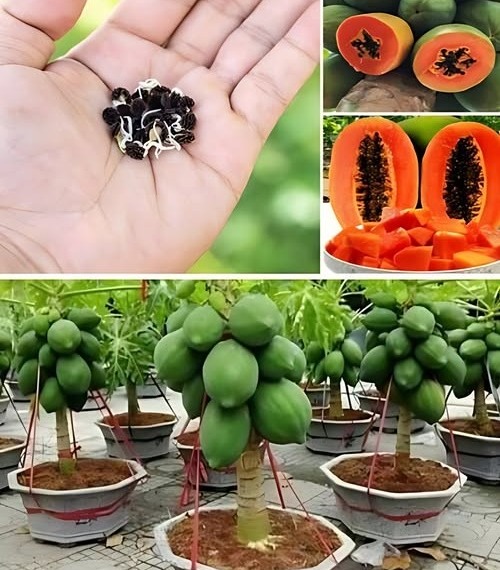 Cultivar Papaya en Casa en Macetas: El Secreto para una Cosecha Abundante  
Elección de la Maceta y del Suelo:  
Opta por una maceta grande y profunda para permitir el buen desarrollo de las raíces.  
Asegúrate de que la maceta tenga buena drenaje para evitar acumulación de agua.  
Usa un suelo rico en nutrientes y con buen drenaje para un crecimiento saludable.  
Preparación y Siembra de la Papaya en Maceta:  
Coloca una capa de piedras en el fondo de la maceta para mejorar el drenaje.  
Llena la maceta con el suelo adecuado hasta una profundidad suficiente.  
Siembra las semillas de papaya directamente o trasplanta plántulas con cuidado.  
Riega bien y coloca la maceta en un lugar con mucha luz solar.  
Cuidados y Mantenimiento del Papayo en Maceta:  
Mantén el riego constante, evitando que el suelo se seque completamente.  
Usa fertilizantes orgánicos ricos en nutrientes para una nutrición equilibrada.  
Corta las ramas secas o enfermas para estimular el crecimiento saludable.  
Protege la planta contra plagas y enfermedades.  
El Secreto para una Cosecha Abundante:  
Proporciona luz solar adecuada y mantén los cuidados regulares.  
Equilibra luz, nutrientes y riego para garantizar una producción generosa.  
Conclusiones y Recomendaciones Finales:  
Cultivar papaya en macetas es una experiencia gratificante e ideal para espacios pequeños como balcones.  
Con los cuidados correctos y atención al secreto de una buena cosecha, podrás disfrutar de papayas frescas en casa.  
Intenta cultivar papayas en macetas y disfruta de frutas frescas y saludables en la comodidad de tu hogar!