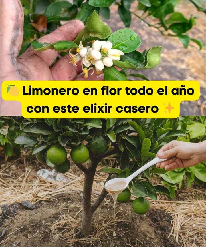 Tu limonero florecerá todo el año con este elixir casero!  Es fácil, nutritivo y muy eficaz para fomentar la producción de flores y frutos. 

籠 Aquí te dejamos la preparación paso a paso:
1. Mezcla 1 litro de agua con 4 cucharaditas de avena en polvo.
2. Añade 1 cucharadita de canela y 1 cucharadita de azúcar moreno.
3. Cubre la mezcla con un paño y déjala fermentar durante 2 días en un lugar cálido.
4. Luego, diluye la mezcla en 5 litros de agua.
5. Aplica directamente sobre la tierra, cerca de las raíces del limonero.
6. Repite este proceso cada 15 días para asegurar una floración continua.  

 Este elixir, rico en nutrientes naturales, fortalecerá tu árbol y promoverá flores abundantes. Tu limonero lo apreciará!