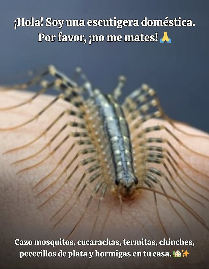 荒 No me mates! Soy una escutigera y estoy de tu lado.  
Puedo parecer aterradora, pero soy un depredador natural que elimina mosquitos, cucarachas, termitas, peces plateados, hormigas e incluso arañas, mientras duermes.  
Ningún producto químico, ninguna trampa  solo yo, protegiendo tu hogar de forma gratuita.  
 A saber:  
 Totalmente inofensiva para el ser humano  
 Prefiere esconderse antes que ser vista  
 Puede vivir hasta 7 años  
 Signo de un equilibrio saludable en tu interior  
 Déjame vivir, y tu hogar permanecerá naturalmente más sano.