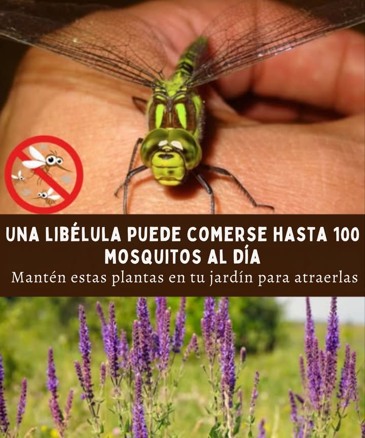 Atrae libélulas al jardín  devoran cientos de mosquitos al día 

Plantas que ayudan a atraerlas:
 Enea totora  Refugio ideal y zona de cría
 Nenúfares  Perfectos para descansar sobre el agua
 Liatris estrella llameante  Atrae a sus presas naturales
 Lantana  Flores llamativas e irresistibles
 Eupatorio hierba de Joe-Pye  Fuente de néctar y punto clave para polinizadores

 Un jardín natural y acogedor para disfrutar sin mosquitos