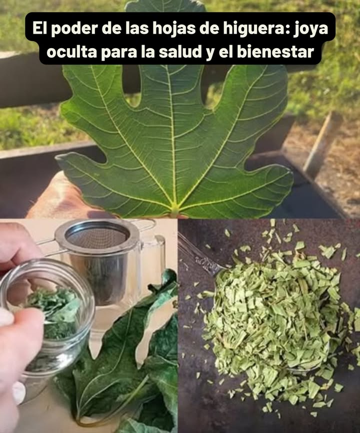 El poder de las hojas de higuera: joya oculta para la salud y el bienestar 
Más allá del fruto dulce, las hojas de la higuera son un tesoro medicinal cargado de antioxidantes, fibra y compuestos bioactivos con un enorme potencial para cuerpo y mente.
 10 beneficios extraordinarios
 Regulan el azúcar en sangre  mejoran la sensibilidad a la insulina.
 Protegen el corazón  reducen triglicéridos y colesterol LDL.
 Apoyan el control del peso  la fibra aporta saciedad y regula grasas.
 Mejoran la digestión  alivian estreñimiento e inflamación gástrica.
 Cuidan la piel  combaten envejecimiento, eccema y acné.
 Fortalecen los huesos  ricas en calcio y magnesio.
 Alivian problemas respiratorios  expectorante natural contra tos.
 Previenen el cáncer  antioxidantes que protegen el ADN celular.
 Depuran el hígado  eliminan toxinas y reducen inflamación.
 Combaten úlceras  regeneran el revestimiento estomacal.
 Té de hojas de higuera
Ingredientes:
 2 o 3 hojas frescas o secas
 2 tazas de agua
 Miel o limón al gusto
Preparación:
Lava bien las hojas.
Hierve el agua y añade las hojas.
Cocina a fuego lento 10-15 min.
Cuela y sirve caliente.
Endulza si lo deseas.
 Un té calmante, digestivo y lleno de propiedades curativas.
Las hojas de higuera son mucho más que un residuo verde: incorporarlas a tu rutina es abrir la puerta a beneficios profundos y sostenibles para todo el organismo.