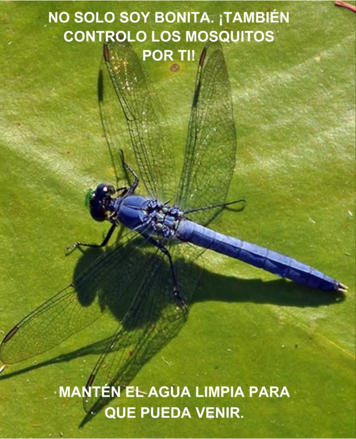 栗 Libellulidae: La libélula Elegantes voladoras y cazadoras incansables de mosquitos Símbolos de humedales saludables y vibrantes Beneficios Control natural de mosquitos e insectos pequeños Fomento de la biodiversidad y equilibrio del ecosistema Consejo Asegúrate de mantener limpios los estanques y planta vegetación acuática para atraerlas 覆 #Biodiversidad #Libélulas #JardínNatural