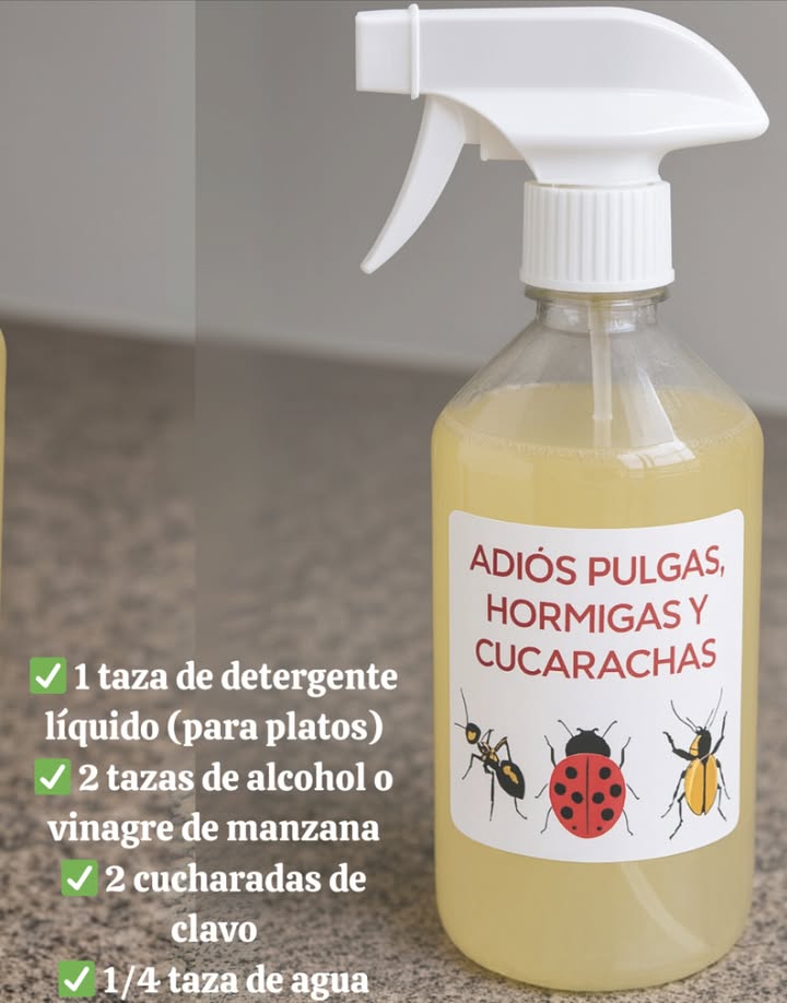 Guía rápida: Eliminación natural de pulgas, hormigas y cucarachas Ingredientes: 1 taza de detergente líquido para platos 2 tazas de alcohol o vinagre de manzana 2 cucharadas de clavo 1/4 taza de agua Preparación: 1 Hervir el agua y agregar los clavos. Dejar reposar 10 minutos. 2 Mezclar el detergente con alcohol o vinagre en otro recipiente. 3 Cuando el agua con clavos se enfríe, añadirla a la mezcla. 4 Verter en una botella con atomizador y agitar suavemente. Modo de uso: Pulverizar en esquinas, puertas, ventanas y zonas con insectos. Aplicar con regularidad para mantener alejadas las plagas. Mantener la limpieza del hogar para evitar atraer insectos. Resultado: Un hogar libre de plagas con una solución natural y eficaz. #GuíaRápida #GuíaRápida #EliminaciónNatural #EliminaciónNatural #SoluciónEficaz #SoluciónEficaz