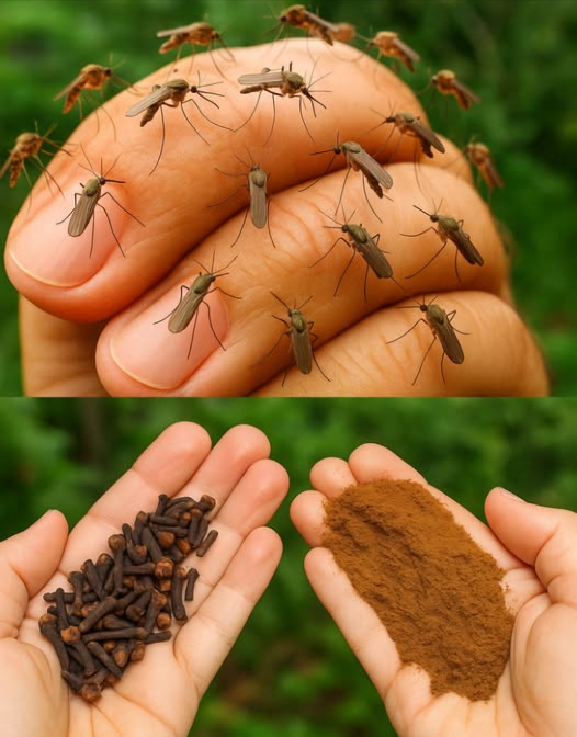 Receta natural para mantener alejados a los mosquitos e insectos de tu hogar 烈
Con la llegada del verano y el aumento de las temperaturas , los mosquitos y otros insectos invaden nuestros hogares, convirtiendo nuestras noches tranquilas en verdaderas pesadillas . Afortunadamente, hay una receta simple, natural y efectiva que se elabora con ingredientes comunes en cualquier cocina .
離 Ingredientes:
 籠 1 cucharada de clavo molido
 林  litro de vinagre blanco
識 Preparación y uso:
1. Mezcla los ingredientes:
 En una botella con atomizador, agrega los clavos molidos.
 Incorpora el vinagre blanco.
 Cierra bien el frasco y agita enérgicamente para combinar todo.
2. Rocía antes de dormir:
 Aplica la mezcla en las esquinas de la casa, alrededor de ventanas, puertas y en zonas oscuras.
 Presta especial atención a los lugares donde los mosquitos suelen esconderse.
3. Disfruta de una noche tranquila:
 Al día siguiente, notarás una reducción significativa en la cantidad de insectos y podrás descansar sin preocupaciones .
易 Por qué funciona?
 Clavo de olor: Su aroma fuerte y penetrante repele naturalmente a los mosquitos, gracias a su contenido de eugenol, un repelente natural.
 Vinagre blanco: Su olor ácido resulta desagradable para los insectos y también es un excelente limpiador.
Consejo extra: Esta solución es 100% natural, segura para tus hijos, tus mascotas y el medio ambiente . Pruébala esta noche y despídete de los mosquitos!