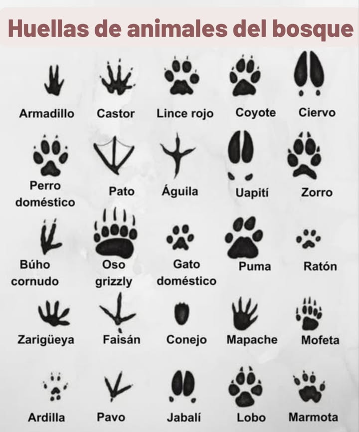 Huellas de animales del bosque 璉 Armadillo Castor Lince rojo Coyote Ciervo Perro doméstico Pato Águila Uapití Zorro 黎 Búho cornudo Oso grizzly Gato doméstico Puma Ratón 劣 Zarigüeya Faisán Conejo Mapache Mofeta Ardilla Pavo Jabalí Lobo Marmota