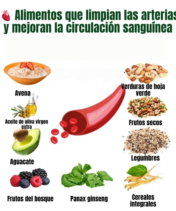 變 Alimentos que limpian las arterias y mejoran la circulación sanguínea Avena Rica en fibra soluble, ayuda a reducir el colesterol malo LDL. Aceite de oliva virgen extra Fuente de grasas saludables que protegen el corazón. Aguacate Contiene ácidos grasos monoinsaturados que mejoran la salud arterial. Frutos del bosque Antioxidantes naturales que fortalecen los vasos sanguíneos. Verduras de hoja verde Ricas en nitratos y clorofila, favorecen la circulación. Frutos secos Aportan ácidos grasos omega-3, magnesio y vitamina E. Legumbres Reducen el colesterol y mejoran la elasticidad arterial. Cereales integrales Favorecen la limpieza de las arterias gracias a su fibra. Panax ginseng Estimula la circulación y aporta energía natural.