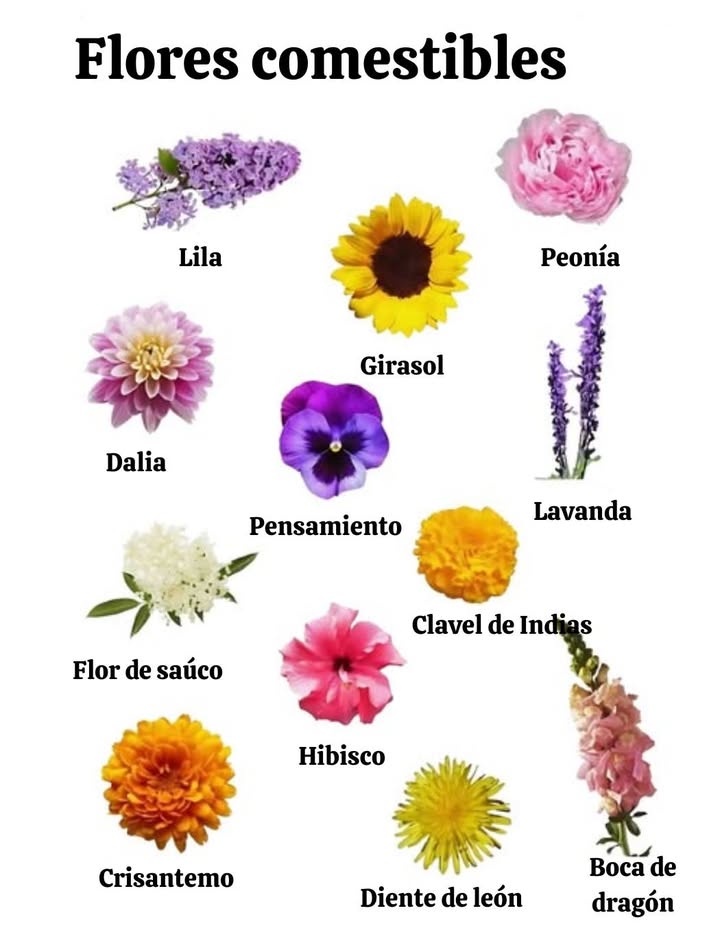 Fleurs comestibles : beauté et saveurs dans lassiette Lilas en sirop, gelée ou pâtisseries, notes florales raffinées. Pivoine pétales sucrés pour salades, desserts et infusions. Dahlia pétales croquants et colorés, tubercules comestibles. Pensée décorative, goût discret pour salades et desserts. Lavande biscuits, glaces, infusions, sucré ou salé. Fleur de sureau sirop, champagne de sureau, desserts fruités. Œillet dInde saveur poivrée et épicée, parfait en salades. Hibiscus boissons acidulées et rafraîchissantes bissap, karkadé. Chrysanthème en infusion, soupe ou plats sautés, goût amer. Pissenlit en sirop, gelée ou cru, riche en nutriments. Muflier pétales légèrement amers, touche gastronomique. Les fleurs comestibles allient beauté, santé et gourmandise pour une cuisine créative et colorée.