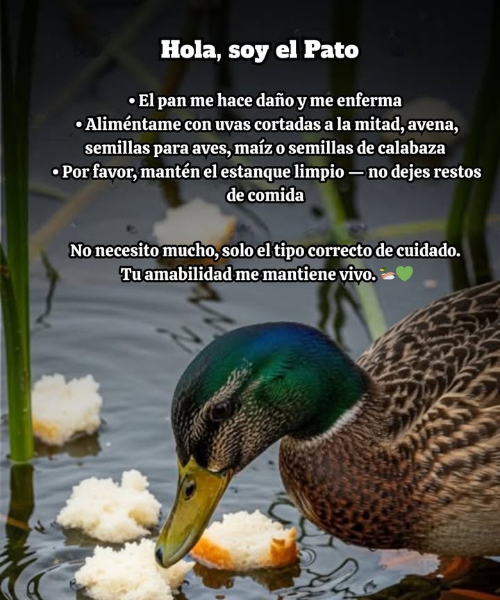 La próxima vez que nos visites, olvida el pan! Puede perjudicar a los patos, causando desnutrición y deformidades. En su lugar, trae uvas partidas, avena, maíz triturado o semillas de calabaza: pequeños cambios que salvan vidas. 閭 La comida saludable mantiene a la vida silvestre prosperando y los ecosistemas limpios.