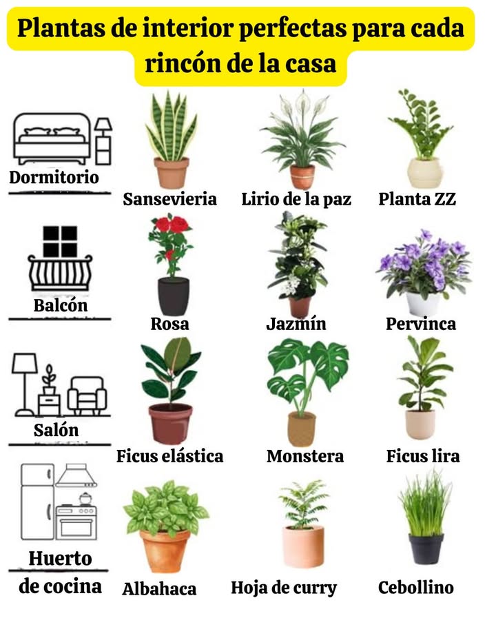 Plantas de interior perfectas para cada rincón de la casa   
 Dormitorio  
 Sansevieria  Purifica el aire y mejora el sueño  
 Lirio de la paz  Crea un ambiente tranquilo y relajante  
 Planta ZZ  Resistente y de fácil mantenimiento  
 Balcón  
 Rosa  Color y fragancia natural  
 Jazmín  Flores delicadas y fragantes  
 Vinca  Toque floral para los espacios abiertos  
 Salón  
 Higuera de caucho  Follaje elegante y exuberante  
 Monstera  Tropical y decorativa  
 Higuera lira  Ideal para grandes interiores  
 Huerto de cocina  
 Albahaca  Aroma fresco y sabor delicioso  
 Hoja de curry  Perfecta para sazonar los platos  
 Cebollín  Para cosechar y usar inmediatamente  
 Una casa llena de vida, armonía y frescura natural