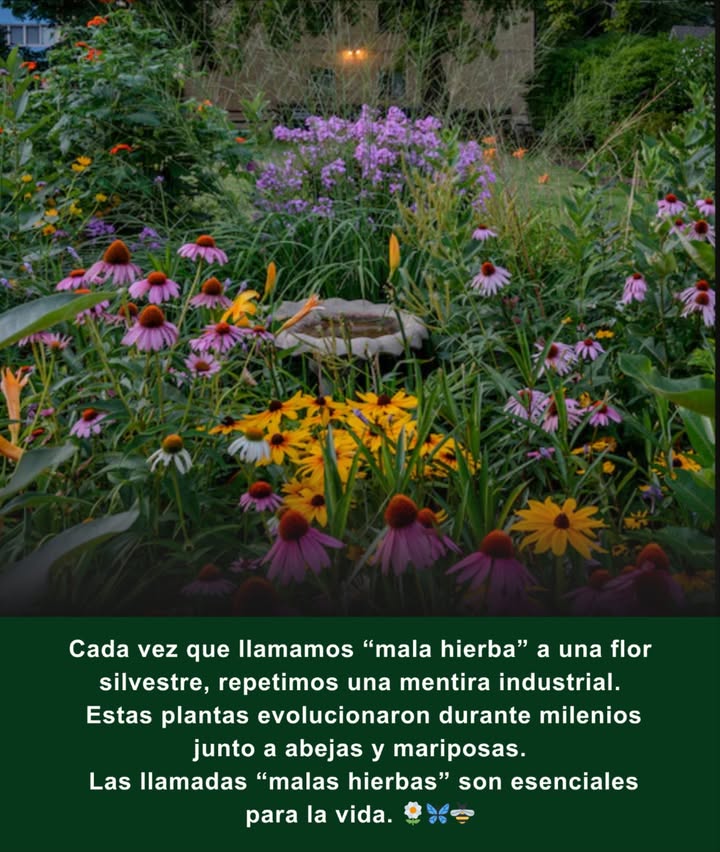 Al cortar, fumigar o arrancarlas, apagamos el canto de las aves, dejamos sin alimento a las abejas y debilitamos a las mariposas.
 Diente de león  néctar temprano para las abejas en primavera 
 Algodoncillo  planta vital para las orugas de la monarca 曆
 Vara de oro  néctar de fin de temporada para mariposas migratorias y abejas nativas 
 Trébol  alimento para polinizadores y enriquecedor del suelo 
 Cardo  semillas esenciales para los jilgueros y néctar para mariposas 
 Ásteres  flores otoñales que alimentan a monarcas migratorias y abejas nativas 

 Deja crecer las flores silvestres: no son malas hierbas, son los hilos que sostienen la vida.