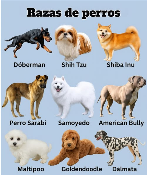 9 Razas de Perros Populares que Amarás 1. Dobermann El Guardián Intrépido Conocidos por su lealtad, inteligencia y naturaleza protectora, los Dobermann son excelentes perros guardianes y compañeros familiares. 2. Shih Tzu El Perro de Compañía Real Con sus lujosos abrigos y dulces personalidades, los Shih Tzus son compañeros afectuosos perfectos para vivir en apartamentos. 3. Shiba Inu El Espíritu Independiente Estos perros semejantes a zorros son seguros, audaces y llenos de personalidad. Les encanta la aventura, pero valoran su independencia. 4. Perro Sarabi El Poderoso Protector Una raza rara y poderosa, los perros Sarabi son fuertes, valientes y profundamente leales a sus familias. 5. Samoyedo La Bola de Peluche Sonriente Conocidos por su "sonrisa Sammy", los Samoyedos son amigables, juguetones e increíblemente esponjosos, lo que los convierte en excelentes perros familiares. 6. American Bully El Musculoso Gentil A pesar de su físico musculoso, los American Bullies son cariñosos, amables y les encanta estar cerca de las personas. 7. Maltipoo El Pequeño Dulzón Una mezcla de Maltés y Poodle, los Maltipoos son adorables, abrazables e hipoalergénicosperfectos para quienes desean una mascota que no suelte pelo. 8. Goldendoodle El Osito Juguetón Un cruce entre un Golden Retriever y un Poodle, los Goldendoodles son inteligentes, amigables y geniales con los niños. 9. Dálmata La Estrella Manchada Famosos por sus manchas únicas, los Dálmatas son enérgicos, inteligentes y aman las actividades al aire libre. Desde protectores audaces hasta bolas de peluche abrazables, hay un perro perfecto para cada corazón.
