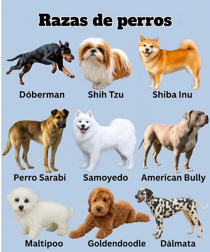 9 Razas de Perros Populares que Amarás   
1. Dobermann  El Guardián Intrépido  

Conocidos por su lealtad, inteligencia y naturaleza protectora, los Dobermann son excelentes perros guardianes y compañeros familiares.  

2. Shih Tzu  El Perro de Compañía Real  

Con sus lujosos abrigos y dulces personalidades, los Shih Tzus son compañeros afectuosos perfectos para vivir en apartamentos.  

3. Shiba Inu  El Espíritu Independiente  

Estos perros semejantes a zorros son seguros, audaces y llenos de personalidad. Les encanta la aventura, pero valoran su independencia.  

4. Perro Sarabi  El Poderoso Protector  

Una raza rara y poderosa, los perros Sarabi son fuertes, valientes y profundamente leales a sus familias.  

5. Samoyedo  La Bola de Peluche Sonriente  

Conocidos por su “sonrisa Sammy”, los Samoyedos son amigables, juguetones e increíblemente esponjosos, lo que los convierte en excelentes perros familiares.  

6. American Bully  El Musculoso Gentil  

A pesar de su físico musculoso, los American Bullies son cariñosos, amables y les encanta estar cerca de las personas.  

7. Maltipoo  El Pequeño Dulzón  

Una mezcla de Maltés y Poodle, los Maltipoos son adorables, abrazables e hipoalergénicosperfectos para quienes desean una mascota que no suelte pelo.  

8. Goldendoodle  El Osito Juguetón  

Un cruce entre un Golden Retriever y un Poodle, los Goldendoodles son inteligentes, amigables y geniales con los niños.  

9. Dálmata  La Estrella Manchada  

Famosos por sus manchas únicas, los Dálmatas son enérgicos, inteligentes y aman las actividades al aire libre.  

 Desde protectores audaces hasta bolas de peluche abrazables, hay un perro perfecto para cada corazón.