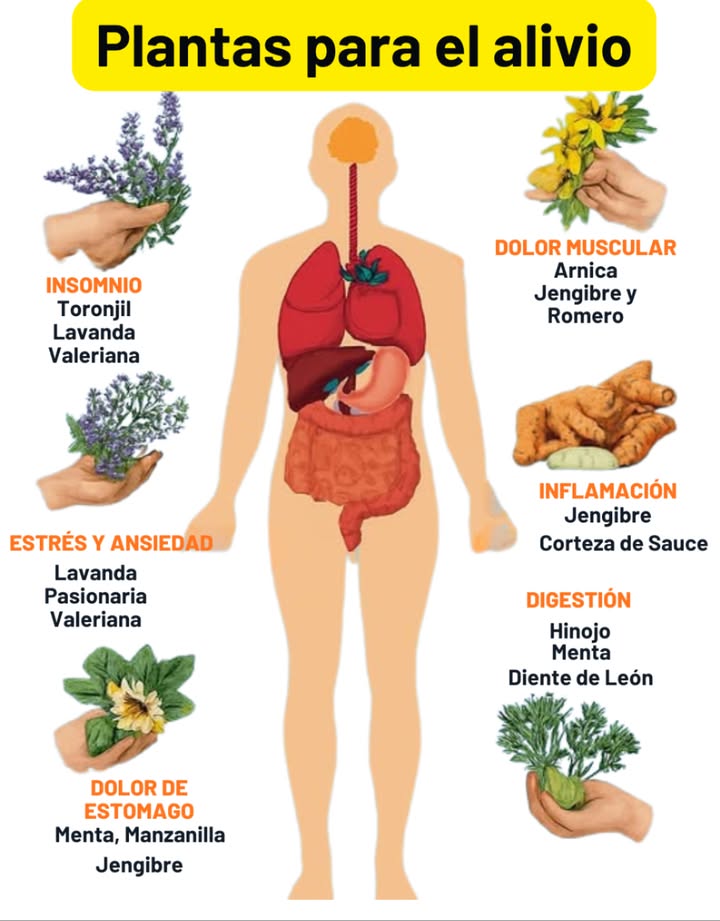 Plantas para el Alivio: Usos Naturales y Efectivos Insomnio - Toronjil Melissa officinalis: Tiene efectos sedantes suaves gracias a sus aceites esenciales. Ayuda a calmar la mente y facilitar el sueño. - Lavanda Lavandula angustifolia: Su aroma reduce la ansiedad y mejora la calidad del sueño. Puede usarse en infusión o como aceite esencial. - Valeriana Valeriana officinalis: Actúa sobre el sistema nervioso central, reduciendo el tiempo para conciliar el sueño sin generar dependencia. Dolor muscular - Árnica Arnica montana: Aplicada de forma tópica, reduce inflamación y alivia golpes o contracturas. - Jengibre Zingiber officinale: Tiene propiedades antiinflamatorias que ayudan a reducir el dolor muscular desde adentro. - Romero Rosmarinus officinalis: Estimula la circulación y relaja los músculos. Ideal en baños o masajes. Estrés y ansiedad - Lavanda: Su efecto calmante es útil tanto en infusión como en aromaterapia. - Pasionaria Passiflora incarnata: Relaja sin sedar. Se usa para tratar ansiedad leve y nerviosismo. - Valeriana: Refuerza el efecto tranquilizante sin alterar la lucidez mental. Inflamación - Jengibre: Inhibe compuestos proinflamatorios. Útil en casos de artritis o molestias digestivas. - Corteza de sauce Salix alba: Contiene salicina, precursor natural de la aspirina. Alivia dolores e inflamaciones leves. Digestión - Hinojo Foeniculum vulgare: Reduce gases y espasmos intestinales. Muy usado en infusiones digestivas. - Menta Mentha piperita: Relaja los músculos del tracto digestivo y alivia la hinchazón. - Diente de león Taraxacum officinale: Estimula la función hepática y la digestión. También es diurético suave. 洛 Dolor de estómago - Menta: Calma el estómago y reduce náuseas. - Manzanilla Matricaria chamomilla: Antiinflamatoria y antiespasmódica, ideal para molestias digestivas. - Jengibre: Combate náuseas y mejora el vaciamiento gástrico. Consejo práctico Estas plantas pueden tomarse en infusión, tintura o aplicarse en forma de aceites o cremas, según el caso. Para efectos digestivos o relajantes, lo ideal es consumirlas entre 30 minutos y 1 hora antes de dormir o después de las comidas. Siempre es mejor comenzar con dosis pequeñas y observar la respuesta del cuerpo.