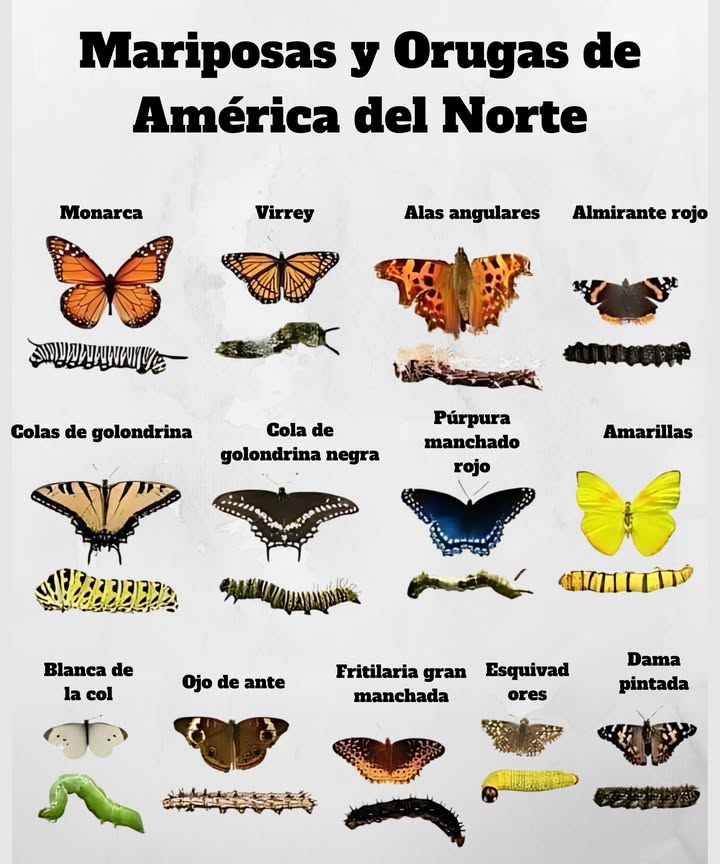 曆 Mariposas y Orugas de América del Norte Familiarízate con los visitantes del jardín que revolotean y los que se arrastran comiendo hojas! Los Monarcas y Viceroy son similares, pero solo uno imita Las Cola de Golondrina muestran rayas audaces en ambas etapas de vida Los Almirantes Rojos y las Damas Pintadas migran largas distancias Los Amarillos y los Blancos de Repollo son comunes en jardines de verduras Las Fritilarias, Saltadores y Alas de Ángulo se integran maravillosamente en los bordes del bosque Conocer ambas formas ayuda a apoyar las especies nativas en tu jardín Identificar orugas te ayuda a proteger a los polinizadores mientras jardineas naturalmente! #ButterflyGarden #JardínDeMariposas #CaterpillarID #IdentificaciónDeOrugas