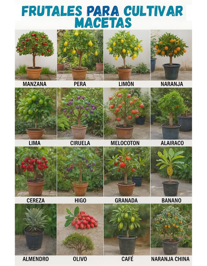 frutales para sembrar en macetas
