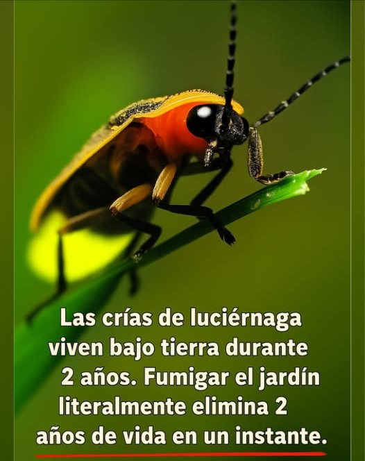 Salva las LuciérnagasEmpieza Bajo Tierra
Las luciérnagas bebés viven de 1 a 2 años bajo tierra, alimentándose de plagas y preparándose para iluminar nuestras noches de verano.
Pero un solo spray de pesticidas puede acabar con toda una generación.
 No hay larvas = no hay brillo.
 Necesitan suelo húmedo y saludableno químicos.
Protege tu suelo. Elige control de plagas natural.
 Deja que la magia regrese cada verano.