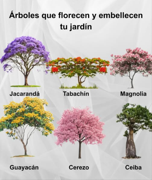 Árboles que florecen y embellecen tu jardín 
 Jacarandá  Esplendor en tonos violetas
 Tabachín  Ramilletes intensos de rojo y naranja
 Magnolia  Flores grandes y fragantes
 Guayacán  Amarillo brillante que ilumina el paisaje
 Cerezo  Símbolo de belleza y renovación
 Ceiba  Majestuosa y ancestral, llena de vida
 Colores y formas que transforman cualquier espacio en un paraíso natural.