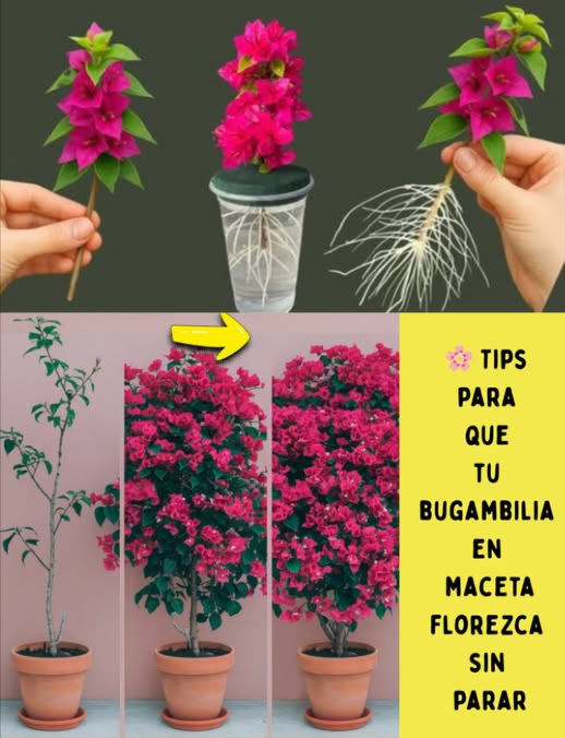 Tips para que tu bugambilia en maceta florezca sin parar:
1 Maceta justa:
Usa una de barro o cerámica con buen drenaje; que quede un poco ajustada para que la bugambilia florezca mejor.
2 Sustrato adecuado:
Tierra para cactus o suculentas, suelta y bien drenada. Planta a la misma profundidad que venía del vivero.
3 Sol y ubicación:
Dale al menos 56 horas de sol directo cada día. Protégela de vientos fuertes.
4 Riego:
Riega a fondo solo cuando la capa superior esté seca. En invierno reduce el riego al mínimo.
5 Abono:
Fertilizante rico en potasio cada 4 semanas durante la temporada de crecimiento. Evita fertilizantes muy ricos en nitrógeno.
6 Poda inteligente:
Poda tras cada floración para estimular nuevos brotes. Retira flores secas para que dure más la floración.
7 Plagas y enfermedades:
Revisa por pulgones, cochinillas u orugas. Usa jabón potásico o aceite de neem si aparecen. Evita mojar las hojas para prevenir hongos.
8 Cuidados según el clima:
En heladas, resguarda la maceta. En calor extremo, dale sombra parcial durante las horas más fuertes.
9 Trasplante:
Hazlo cada 23 años en primavera, justo antes del nuevo brote.
 Así mantendrás tu bugambilia llena de color y vitalidad todo el año.  
#TipsDeJardinería #Bugambilia  #AmantesDeLasPlantas
