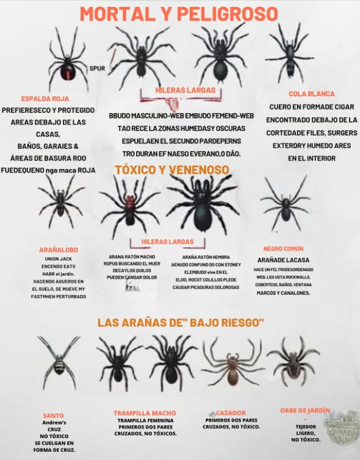 Guía de Seguridad sobre Arañas: Conoce lo que es Peligroso!  
 Mortales: Araña de espalda roja, Araña de embudo, Araña de cola blanca  
 Tóxicas: Araña lobo, Araña de campo, Araña doméstica negra  
 Bajo Riesgo: Cruz de San Andrés, Araña de puerta trampa, Cazadora, Tejedora de jardín  
 Mantente curioso, mantente a salvo!