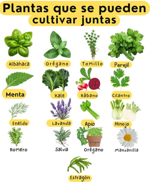 Plantas Aromáticas que se Pueden Cultivar Juntas o asociadas. 1. Albahaca y Tomate: La albahaca y el tomate se pueden cultivar juntas, ya que la albahaca ayuda a repeler los insectos que pueden dañar el tomate. 2. Cilantro y Pepino: El cilantro y el pepino se pueden cultivar juntas, ya que el cilantro ayuda a repeler los insectos que pueden dañar el pepino. 3. Menta y Fresa: La menta y la fresa se pueden cultivar juntas, ya que la menta ayuda a repeler los insectos que pueden dañar la fresa. 4. Romero y Lechuga: El romero y la lechuga se pueden cultivar juntas, ya que el romero ayuda a repeler los insectos que pueden dañar la lechuga. 5. Tomillo y Cebolla: El tomillo y la cebolla se pueden cultivar juntas, ya que el tomillo ayuda a repeler los insectos que pueden dañar la cebolla.