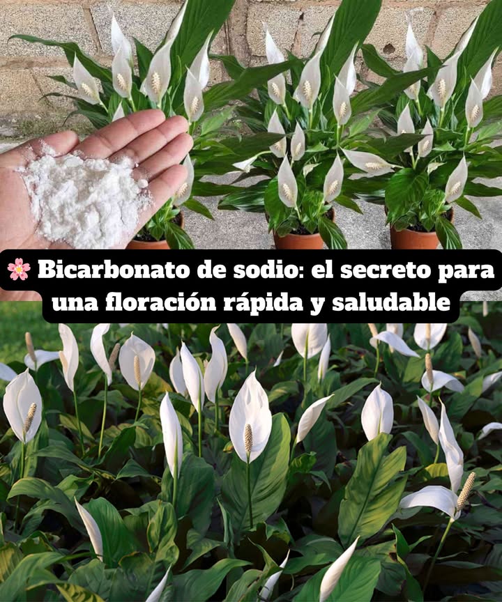 Bicarbonato de sodio: el secreto para una floración rápida y saludable Un ingrediente natural, económico y versátil que estimula las defensas de las plantas, protege contra hongos y favorece una floración abundante. Beneficios del bicarbonato para las plantas: Regula el pH del suelo. Crea una barrera protectora contra enfermedades y hongos. Aumenta las defensas naturales en todas las estaciones. Seguro, no tóxico y apto para huertos ecológicos. Cómo usarlo: 1 Disolver 12 cucharadas de bicarbonato en 1 litro de agua a temperatura ambiente. 2 Remover hasta que se disuelva completamente. 3 Regar la base de la planta o pulverizar sobre las hojas. 4 Aplicar en horas frescas, evitando temperaturas superiores a 35 C. Un método natural y eficaz para que tus plantas, en balcón o jardín, florezcan sanas y radiantes en poco tiempo.