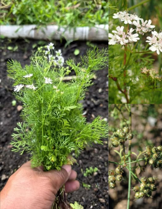 Sabías que el mercurio, el plomo y el aluminio se acumulan en tu cuerpo y afectan tu cerebro, riñones e hígado? El cilantro Coriandrum sativum contiene compuestos como los aldehídos y flavonoides, que se unen a esos metales y ayudan a expulsarlos por la orina. Usa 7 gramos de hojas frescas, bien lavadas. Agrega agua hirviendo en una taza. Tapa y deja reposar 10 minutos. Tómalo por la noche, una vez al día, durante 20 días. Tu cuerpo se va a desintoxicar de forma natural y segura. #Desintoxicar #tu #cuerpo #con #Cilantro