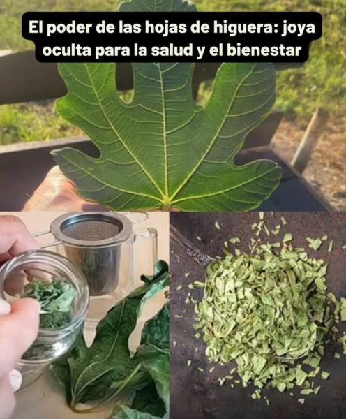 El poder de las hojas de higuera: joya oculta para la salud y el bienestar Más allá del fruto dulce, las hojas de la higuera son un tesoro medicinal cargado de antioxidantes, fibra y compuestos bioactivos con un enorme potencial para cuerpo y mente. 10 beneficios extraordinarios Regulan el azúcar en sangre mejoran la sensibilidad a la insulina. Protegen el corazón reducen triglicéridos y colesterol LDL. Apoyan el control del peso la fibra aporta saciedad y regula grasas. Mejoran la digestión alivian estreñimiento e inflamación gástrica. Cuidan la piel combaten envejecimiento, eccema y acné. Fortalecen los huesos ricas en calcio y magnesio. Alivian problemas respiratorios expectorante natural contra tos. Previenen el cáncer antioxidantes que protegen el ADN celular. Depuran el hígado eliminan toxinas y reducen inflamación. Combaten úlceras regeneran el revestimiento estomacal. Té de hojas de higuera Ingredientes: 2 o 3 hojas frescas o secas 2 tazas de agua Miel o limón al gusto Preparación: Lava bien las hojas. Hierve el agua y añade las hojas. Cocina a fuego lento 10-15 min. Cuela y sirve caliente. Endulza si lo deseas. Un té calmante, digestivo y lleno de propiedades curativas. Las hojas de higuera son mucho más que un residuo verde: incorporarlas a tu rutina es abrir la puerta a beneficios profundos y sostenibles para todo el organismo.