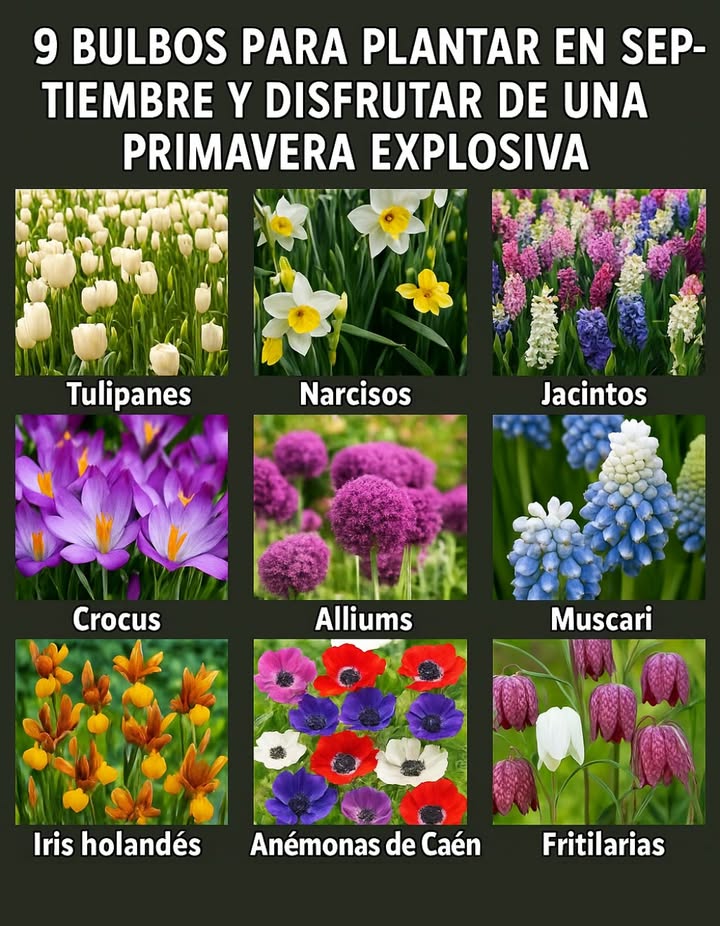 9 bulbos para plantar en septiembre para una primavera explosiva 1 Tulipanes Colores vibrantes y variedades infinitas 2 Narcisos Amarillos luminosos y fáciles de cultivar 3 Jacintos Fragancia potente y flores compactas 4 Crocus Primeros destellos de color a finales del invierno 5 Alliums Espectaculares bolas moradas 6 Muscari Pequeños racimos azules muy resistentes 7 Iris holandeses Elegantes y refinados 8 Anémonas de Caen Flores coloridas y ligeras 9 Fritillarias Originales y gráficas Consejo: plántalos en grupos de 5 a 10 bulbos para un efecto espectacular en primavera