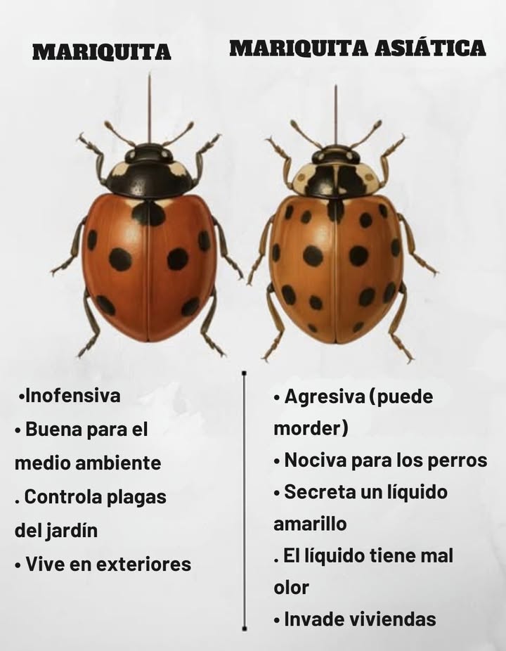 MARIQUITA vs. MARIQUITA ASIÁTICA: Aprende a distinguirlas Mariquita nativa Inofensiva y beneficiosa Aliada del medio ambiente Controla plagas en el jardín Prefiere vivir al aire libre Mariquita asiática invasora Agresiva: puede morder Peligrosa para los perros Libera un líquido amarillo de mal olor Busca refugio en casas durante el frío Protége tu jardín y hogar conociendo a estas pequeñas aliadas o enemigas.