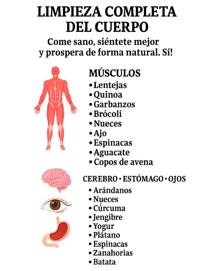 Limpieza completa del cuerpo con alimentos naturales Una alimentación equilibrada favorece la salud integral del organismo. Estos alimentos, ricos en nutrientes esenciales, ayudan a mantener músculos fuertes, un cerebro activo, una digestión saludable y una visión protegida. Músculos Lentejas Quinoa Garbanzos Brócoli Nueces Ajo Espinacas Aguacate Copos de avena 易 CEREBRO ESTÓMAGO OJOS Arándanos Nueces Cúrcuma Jengibre Yogur Plátano Espinacas Zanahorias Batata Una selección de alimentos sencillos, naturales y nutritivos que contribuyen al bienestar diario.