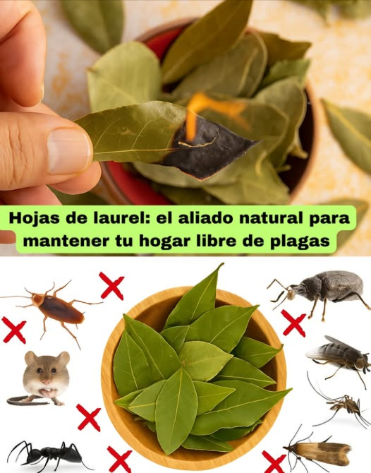 Hojas de laurel: el aliado natural para mantener tu hogar libre de plagas Sabías que el laurel no solo es estrella en la cocina También es un repelente natural poderoso gracias a su aroma cargado de eugenol y linalool. Despide a los bichos sin químicos tóxicos 荒 Cucarachas: Coloca hojas enteras o trituradas bajo fregaderos, rincones y detrás de electrodomésticos. Cámbialas cada pocos días para mantener su efecto. 烈 Mosquitos: Hierve un puñado de hojas en 2 tazas de agua, cuela y usa como spray. Rocía ventanas, puertas y patios. Refresca y protege. 練 Moscas: Pon hojas cerca de basureros y ventanas. También puedes quemar hojas secas en un recipiente metálico para un humo ahuyentador. Hormigas: Tritura hojas y espárcelas en caminos, grietas o estantes. Interrumpen su rastro sin matarlas. Polillas: Llena bolsitas de tela con hojas secas y colócalas en armarios o cajones. Tu ropa olerá bien y estará libre de polillas, sin usar naftalina. Gorgojos: Coloca 1 o 2 hojas en botes de harina, arroz o avena. También entre los estantes. Conserva tus alimentos sin intrusos. Ratones: Tritura hojas y ponlas en esquinas oscuras o detrás de muebles. Su olor fuerte los mantiene lejos sin necesidad de trampas. Tips extra: Tritura para liberar más aroma Prefiere hojas secas: duran más y son fáciles de manejar Potencia el efecto combinando con clavo, cáscaras cítricas o vinagre El laurel no solo da sabor también cuida tu hogar. Natural, sencillo y efectivo. Aromatiza y protege tu espacio con lo que tienes en la despensa! #LaurelContraPlagas #RemediosNaturales #HogarSinQuímicos