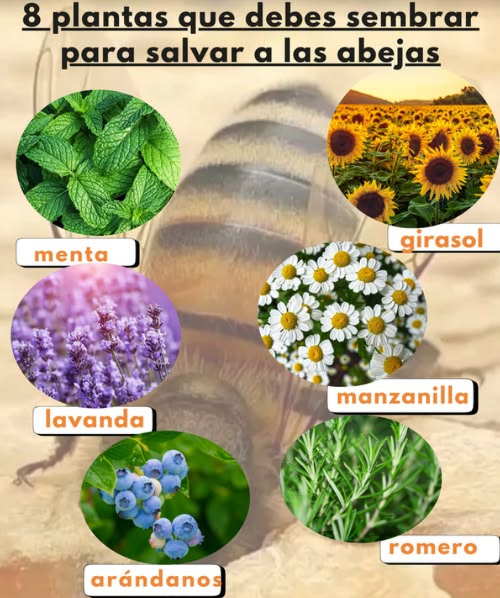 Plantas clave para atraer y proteger a las abejas