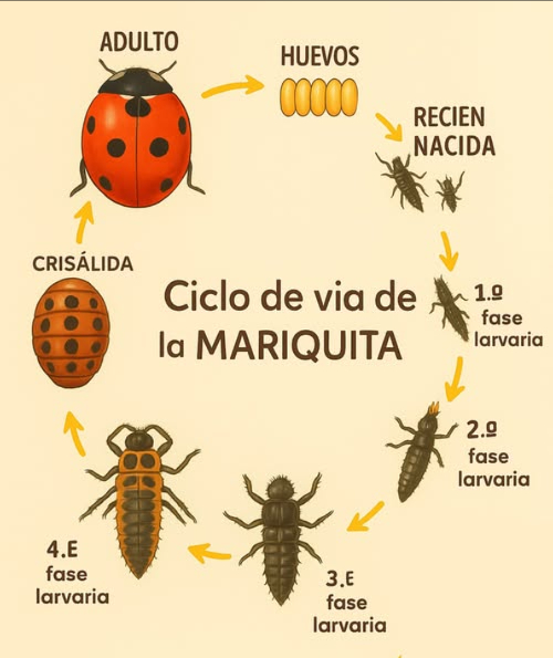 El ciclo de vida de la coccinelle