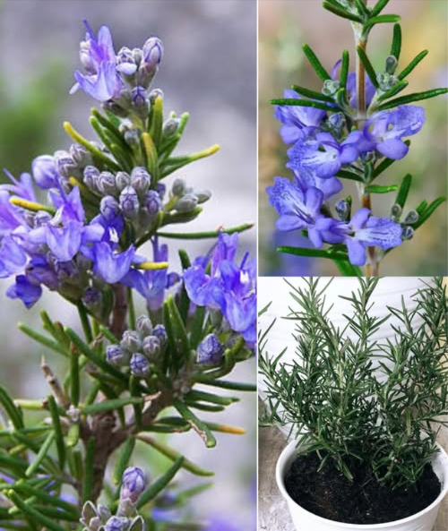 El truco para hacer florecer el romero y llenar la casa de aroma El romero no solo es una de las plantas aromáticas más apreciadas, también puede regalarte delicadas flores que embellecen cualquier espacio. Con los cuidados adecuados, florece varias veces al año, siendo el invierno su mejor temporada. Consejos para lograr una floración abundante: Necesita buena luz natural, pero sin sol directo prolongado que pueda quemar sus hojas. Prefiere climas cálidos y templados; resiste sequías y lluvias, pero no tolera heladas, granizo ni el sol extremo del verano. Se adapta tanto al interior como al exterior: en invierno junto a una ventana y en verano en el balcón, siempre con horas moderadas de sol. Riego y cuidados: Mantén la tierra húmeda, sin encharcar. En verano riega casi a diario, sobre todo si notas hojas secas o amarillentas. Usa macetas con buen drenaje para proteger las raíces. Poda y mantenimiento: Elimina solo las partes dañadas si aparecen plagas como pulgones o cochinillas. Trasplanta a principios de primavera para darle nueva fuerza y nutrientes. El mejor lugar para tu romero: En climas fríos, mantenlo dentro de casa cerca de una ventana soleada. Aléjalo de radiadores y calefactores que resequen el ambiente. Con buen tiempo, saca la maceta al balcón, con pocas horas de sol directo y luego sombra ligera. Con este cuidado constante, tu romero florecerá con fuerza y perfumará tu hogar de manera natural y duradera.