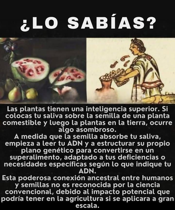 Relación ancestral entre semillas y seres humanos Según una creencia tradicional, si colocas tu saliva sobre una semilla comestible antes de plantarla, esta sería capaz de absorber información genética y adaptarse para cubrir tus carencias nutricionales. La teoría sostiene que la semilla, al reconocer señales contenidas en el ADN humano, modifica su desarrollo para convertirse en un alimento más beneficioso para quien la sembró. Aunque esta idea no está respaldada por la ciencia convencional, representa una visión ancestral sobre la conexión entre el ser humano y la naturaleza, con un enfoque holístico sobre la agricultura y la alimentación.