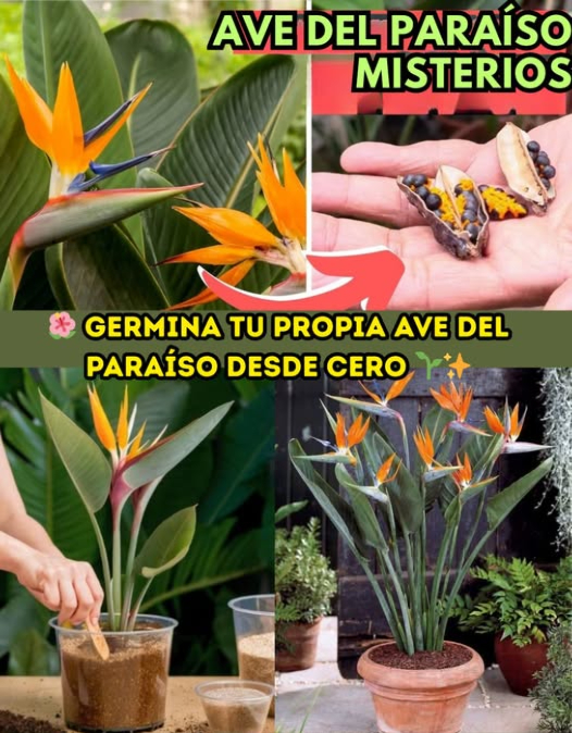 Germina tu propia Ave del Paraíso desde cero 
 Escoge flores maduras, secas y pálidas para recolectar semillas. Déjalas secar hasta que se abran solas o retira con cuidado las semillas usando un cuchillo.
李 Quita el arilo naranja de cada semilla y guárdalas en bolsas plásticas dentro del refrigerador por dos semanas.
 Remoja las semillas en agua tibia entre 24 y 48 horas para ablandar la cáscara dura. Después, raspa suavemente con cuchillo o lija. También sirve sumergirlas en agua con salitre o en una mezcla de suero de leche con agua y jabón.
 Siembra las semillas a 12 cm de profundidad en sustrato fértil y con buen drenaje, dejando unos 78 cm entre cada una. Riega ligeramente, cubre con plástico o campana y coloca el recipiente donde reciba sol directo a unos 2627 C.
 Al germinar y tener 34 hojas, trasplanta a macetas de 15 cm. Cuando alcancen 15 cm de altura, llévalas a su sitio definitivo.
 Retira el plástico al brotar y sigue dando luz, temperatura y agua moderada. Usa fertilizante orgánico 2-4-2 desde el primer mes 2 cucharadas disueltas en agua, aumentando con el crecimiento.
 Recuerda: evita el exceso de riego, usa semillas de calidad y busca siempre sustrato con buen drenaje. Desde semilla puede tardar 35 años; si quieres ver flores antes, opta por plántulas o plantas ya en maceta.
 Paciencia y constancia! Tu Ave del Paraíso te lo agradecerá con flores espectaculares.
#GerminarStrelitzia #AveDelParaíso  #FertilizaciónNatural