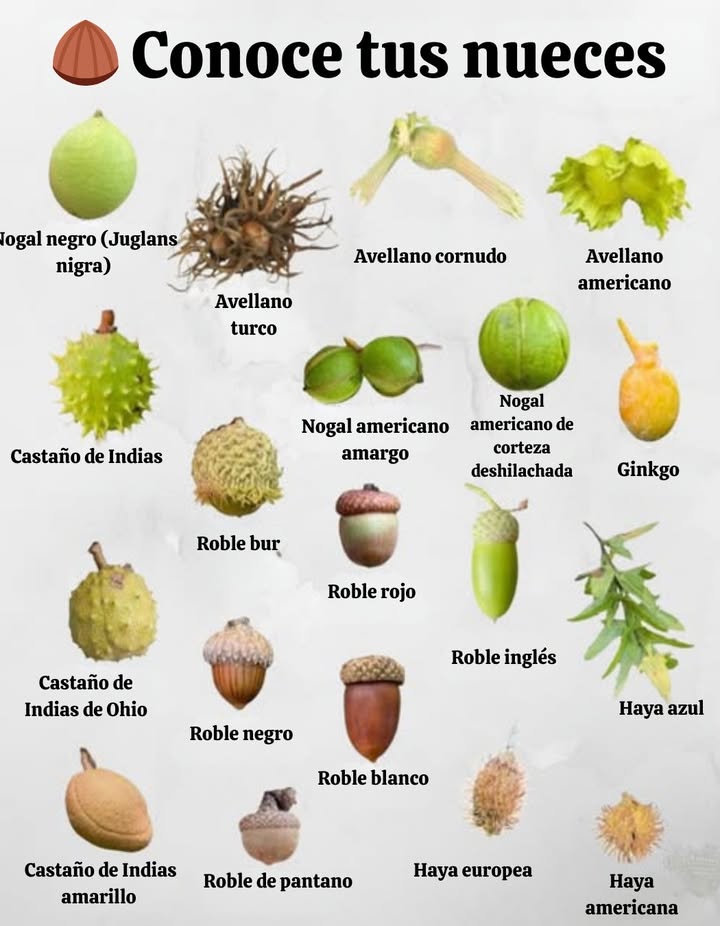 Desde majestuosos robles hasta resistentes nogales, las nueces son más que alimento: son piedras angulares de ecosistemas enteros.

 Nueces y Nogales  Apoyan la vida silvestre con alimentos densos en nutrientes y producen madera dura de alta calidad.
 Avellanas  Pequeñas pero poderosas, proporcionan hábitat y alimento para aves y pequeños mamíferos.
 Haya y Robles  Las bellotas y nueces de haya alimentan ciervos, ardillas y innumerables criaturas del bosque.
 Castaños de indias y Castaños  A menudo admirados por su belleza, aunque no todos son comestibles para los humanos.
 Ginkgo y Haya azul  Supervivientes antiguos que enriquecen la biodiversidad y prosperan en diversas regiones.

 Cada especie juega un papel  alimentando polinizadores, enriqueciendo suelos y sustentando bosques. Conocerlas nos ayuda a proteger tanto las fuentes de alimento como los árboles patrimoniales para las generaciones futuras.