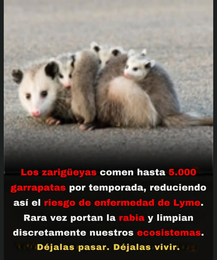 No son plagas. No son rabiosos. Solo son zarigüeyas  devoradoras de garrapatas, protectores contra enfermedades, limpiadores de la noche.