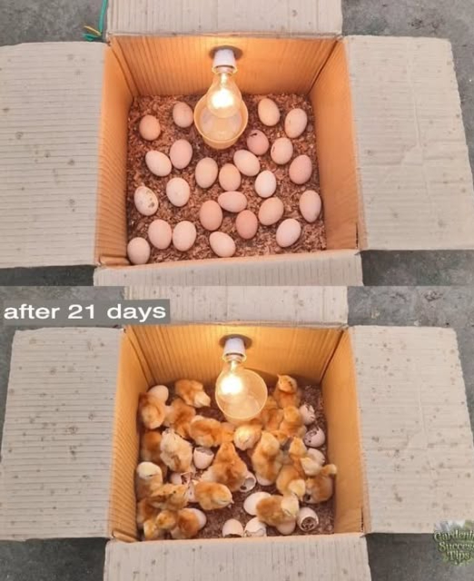Guía de bricolaje para crear tu propio incubador casero!   
Aquí tienes lo que necesitarás:  
 Una caja de cartón resistente  
 Una bombilla con socket y cable eléctrico  
 Un termómetro y un higrómetro  
 Aserrín o papel triturado para el lecho  
 Un recipiente con agua para la humedad  
 Huevos fertilizados  
Sigue estos sencillos pasos:  
1. Prepara la caja  
Toma una caja de cartón lo suficientemente grande para contener los huevos. Agrega una capa de aserrín o papel para una buena retención térmica.  
2. Instala la fuente de calor  
Coloca una bombilla incandescente en el centro de la tapa o en un lado de la caja. Ayudará a mantener una temperatura constante.  
3. Monitorea la temperatura y la humedad  
Coloca un termómetro y un higrómetro dentro. La temperatura ideal es de aproximadamente 99.5F, y la humedad debe estar entre 50 y 60%. Agrega un recipiente con agua para mantener la humedad.  
4. Coloca los huevos  
Pon los huevos fertilizados en la caja, espaciados para una buena circulación del aire.  
5. Gira los huevos regularmente  
Gira suavemente los huevos de 2 a 3 veces al día para evitar que el embrión se pegue a la cáscara.  
6. Monitorea y ajusta  
Revisa la temperatura y la humedad diariamente. Ajusta la altura de la bombilla si es necesario.  
7. Eclosión después de 21 días  
Alrededor del día 18, deja de girar los huevos y aumenta ligeramente la humedad 65-70% para facilitar la eclosión. Después de 21 días, los pollitos deberían comenzar a nacer!  
Este método simple te permite incubar huevos económicamente en casa!